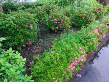 安芸高田市の温水除草作業後の現調に行きました。